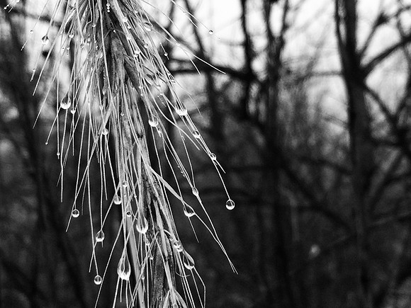 Morning Dew BW ~Willow Springs, IL