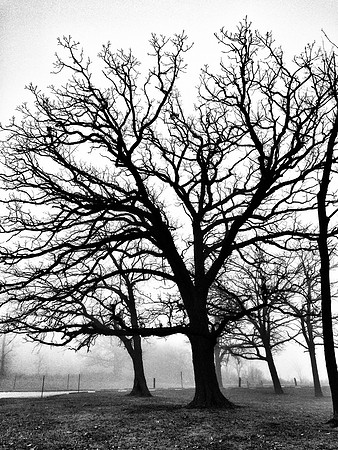 Skeletal Trees ~Willow springs, IL