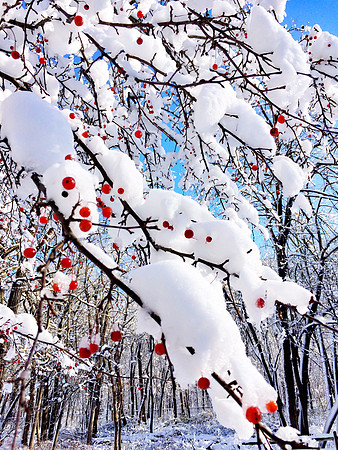 Prunus ~Glenview, IL
