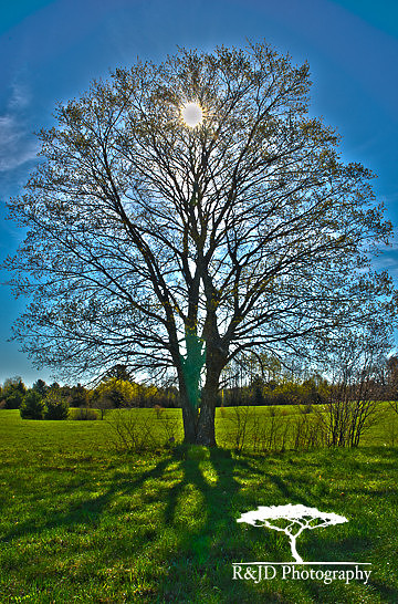 Morning Sun