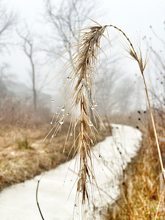 Morning Dew ~Willow Springs, IL