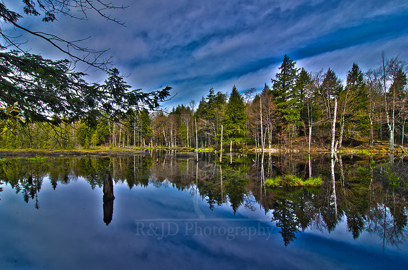 Pristine Wetland