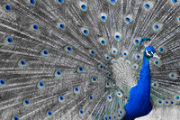 Royal Bird ~Melbourne Zoo, Australia