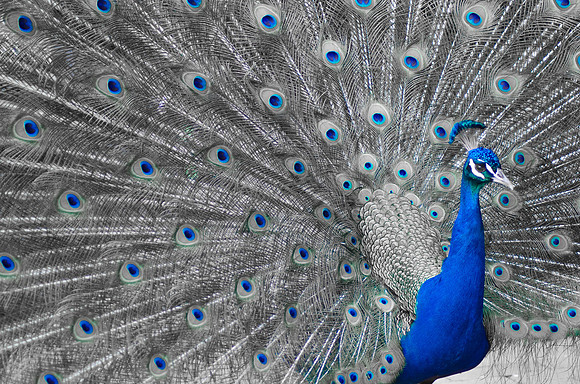 Royal Bird ~Melbourne Zoo, Australia