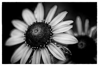Black & White