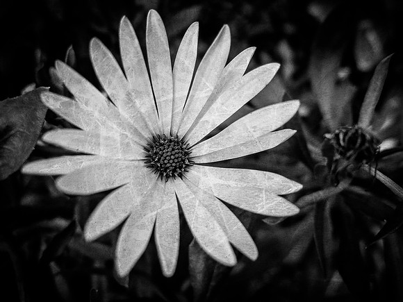 Petals ~Nairobi