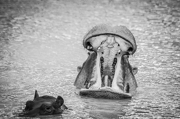 Gapping Mouth - Hippo ~Maasai Mara