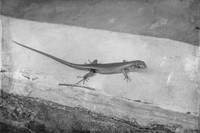 Gecko ~Mombasa