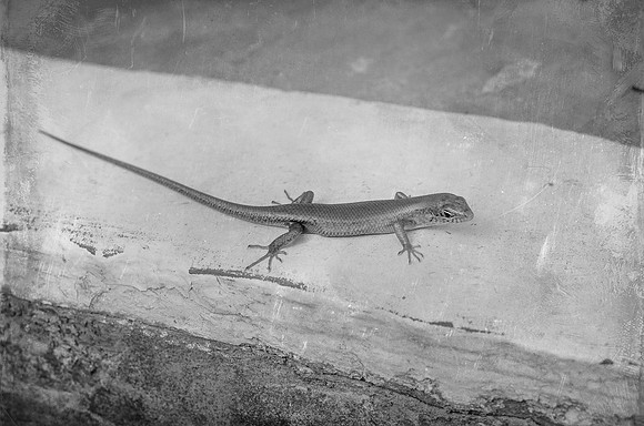 Gecko ~Mombasa