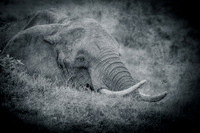Tusker - Elephant ~Maasai Mara