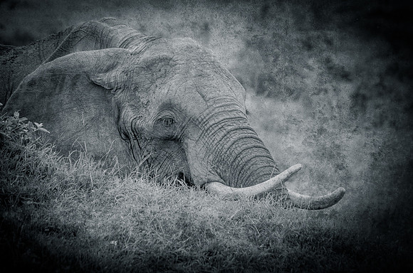 Tusker - Elephant ~Maasai Mara