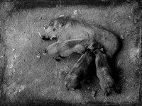 Feeding Time - Warthogs ~Langata