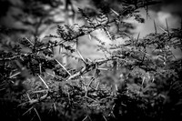 Thorny - Acacia Tree ~Maasai Mara