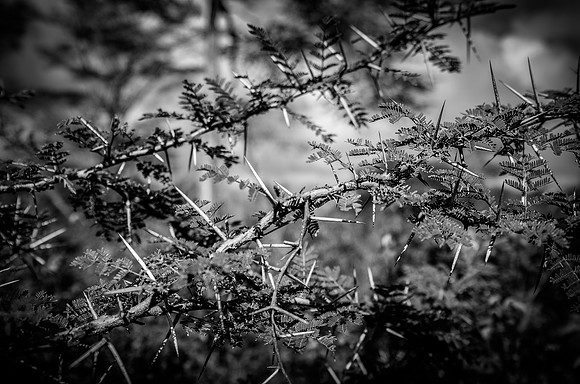 Thorny - Acacia Tree ~Maasai Mara