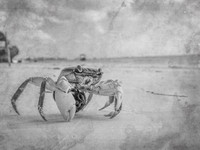 Wandering Crab ~Mombasa