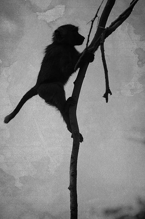 On a Limb - Juvenile Baboon ~Lake Nakuru