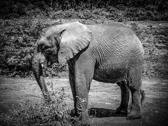 Baby Elephant ~Nairobi