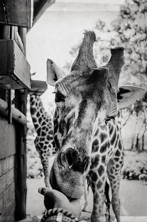 Feeding Time - Giraffe ~Nairobi