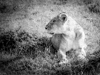 Lioness ~Maasai Mara