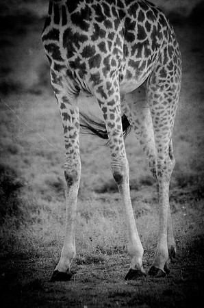 Stilts - Giraffe ~ Lake Nakuru