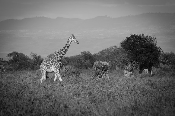Giraffe ~Lake Nakuru
