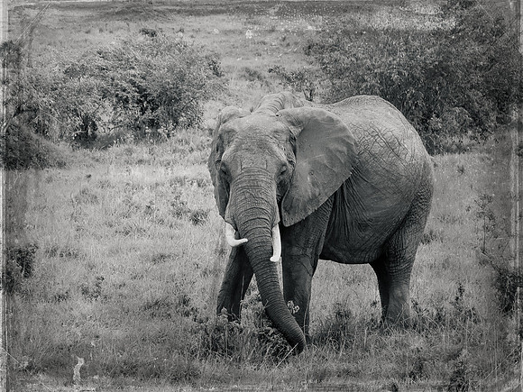 Matriarch - Elephant ~Maasai Mara