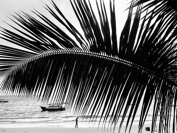 Palm Fronds ~Mombasa