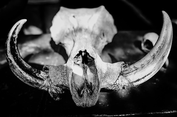 Deadly Weapons - Warthog ~Nairobi National Park