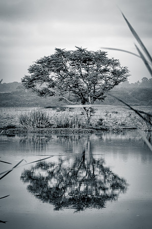 Reflection ~Nairobi