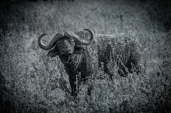 Cape Buffalo ~Maasai Mara