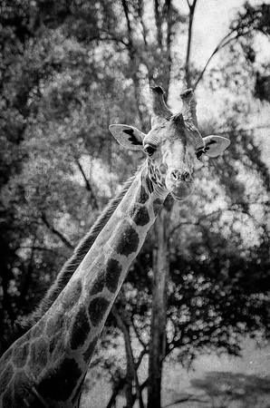 Giraffe ~Langata