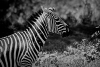 Stripes - Zebra ~Lake Nakuru
