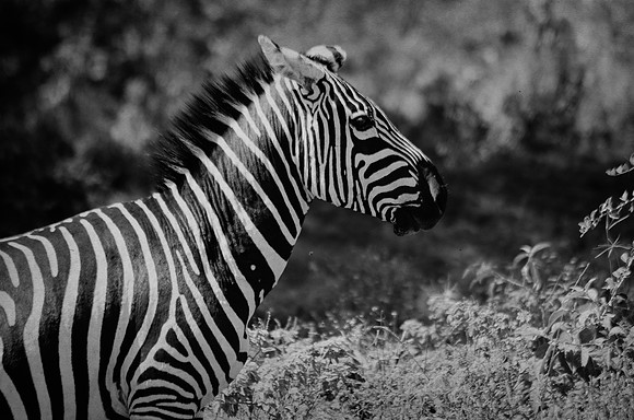 Stripes - Zebra ~Lake Nakuru