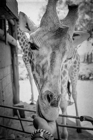 Feeding Time - Giraffe ~Nairobi