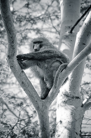 Relaxed - Baboon ~Lake Nakuru