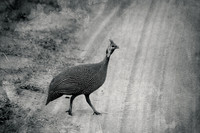 Guinea Fowl ~Nairobi National Park
