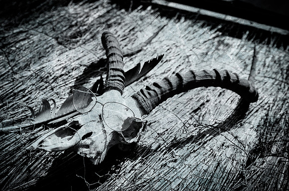 Antelope Skull ~Nairobi National Park