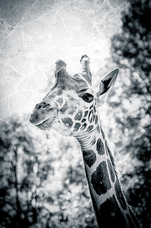 Headshot - Giraffe ~Nairobi